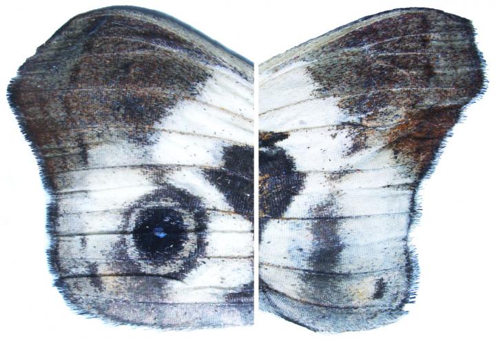 Butterfly Image