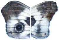 Butterfly Image