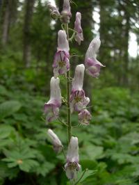 Red Aconite