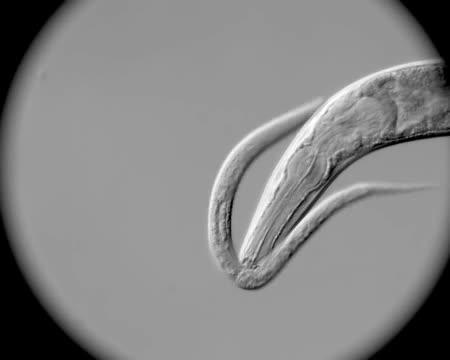 <em>P. pacificus</em> Eats <em>C. elegans</em>
