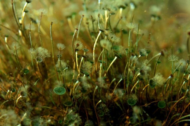 <I>Acetabularia acetabulum</I> (2 of 2)