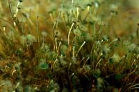 <I>Acetabularia acetabulum</I> (2 of 2)