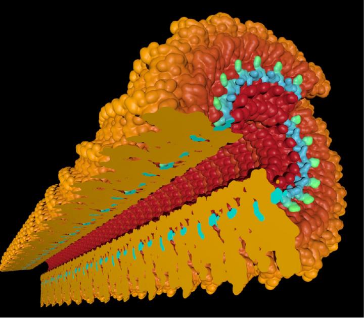 Making a Control from a Plant Virus