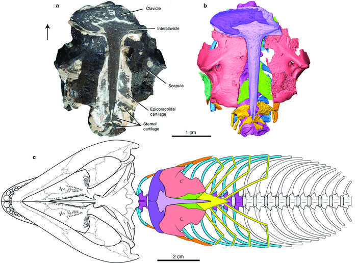 Captorhinus aguti shoulder girdle (ROMVP 88300) with cartilaginous elements in ventral (belly) view.