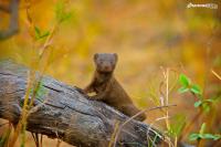 Dwarf Mongoose