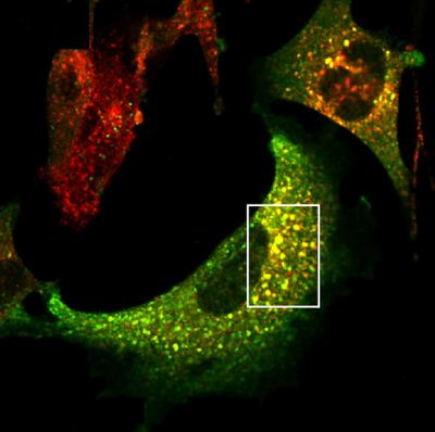 LRP1 Enters the Cell