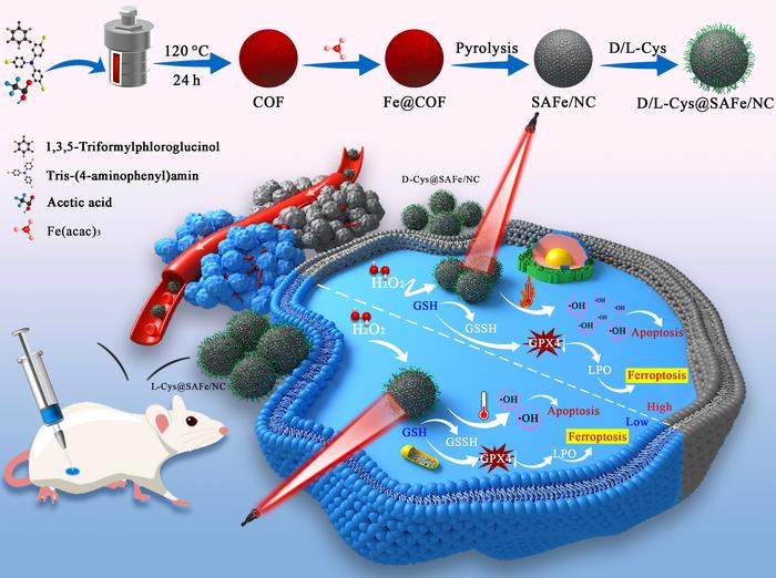 Synthesis of L/D-Cys@SAFe/NC and the tumor microenvironment-mediated synergistic effect of L/D-Cys@SAFe/NC nanozymes for PTT-enhanced apoptosis and ferroptosis therapeutic.