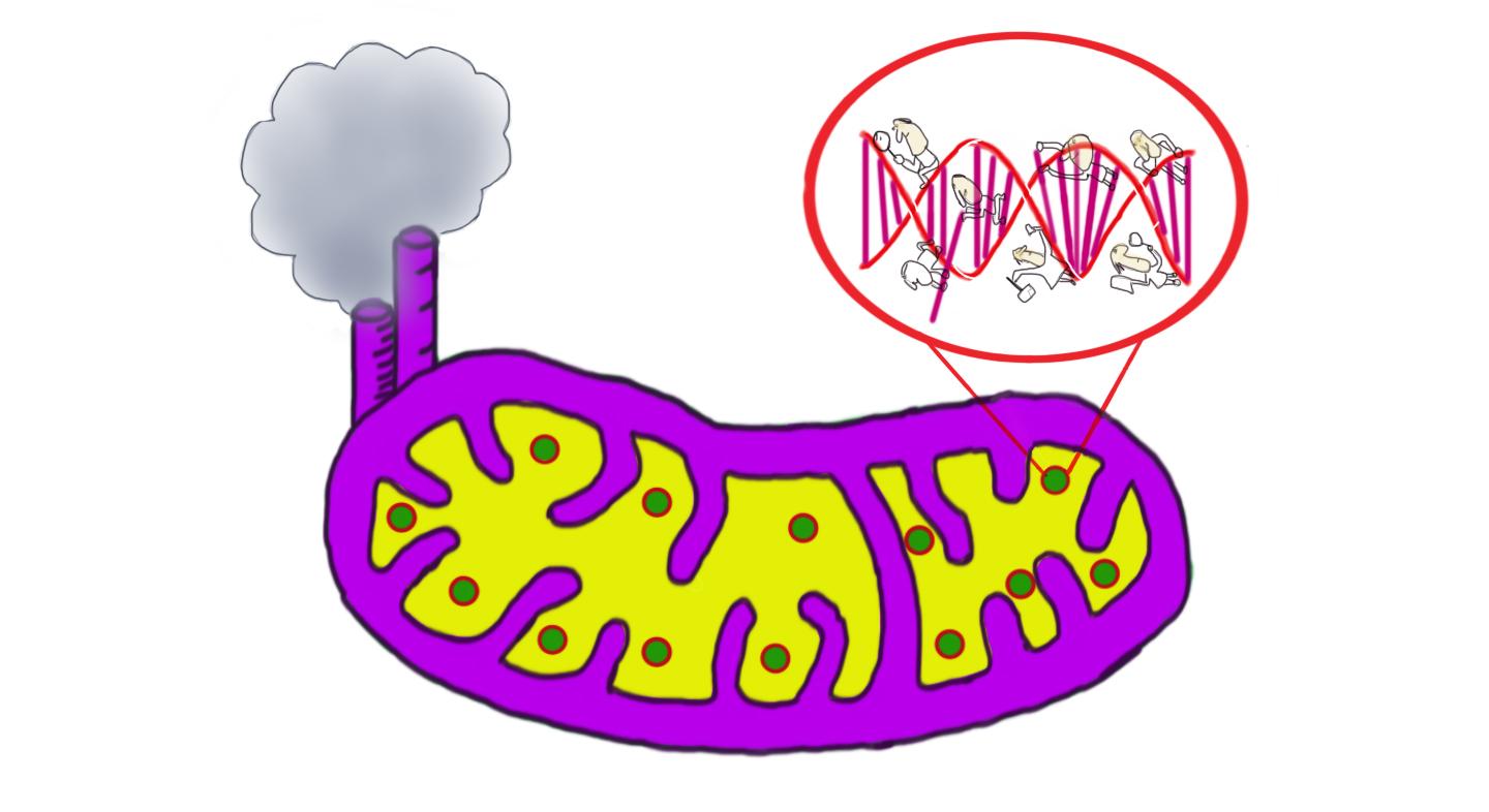 DNA breaks perturb mitochondrial gene transcription and trigger free radical-induced DNA damage (1 of 2)