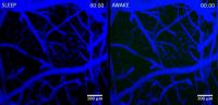 Tracer Influx in Sleep and Awake Animals