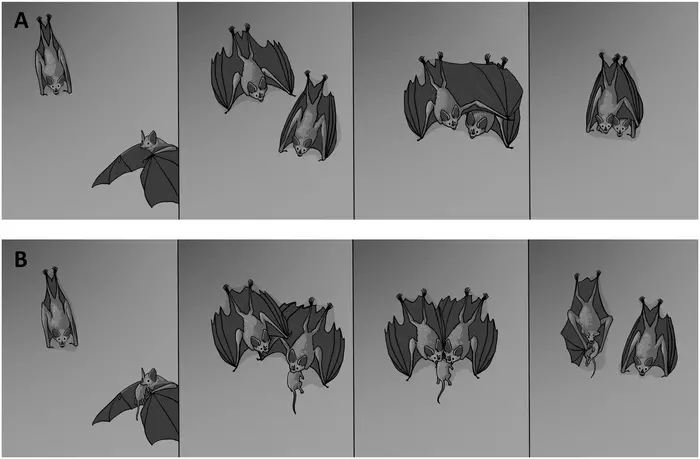Cooperative behaviors and social interactions in the carnivorous bat Vampyrum spectrum