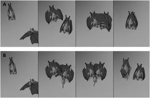 Cooperative behaviors and social interactions in the carnivorous bat Vampyrum spectrum