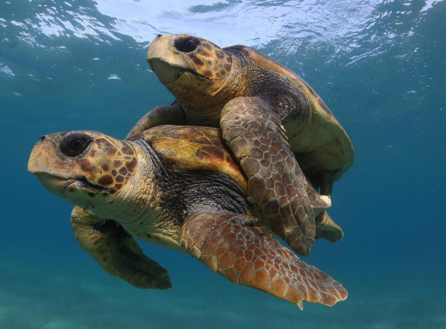 Efforts to Save Sea Turtles are a 'Global Conservation Success Story' (1 of 7)