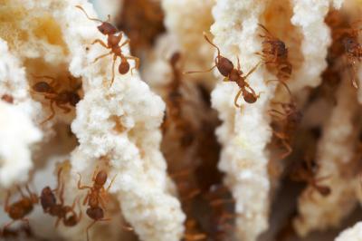<i>Mycocepurus smithii</i>