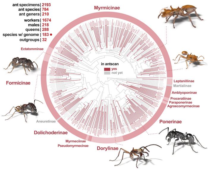 The diversity of species and genera across the ant tree of life covered by Antscan