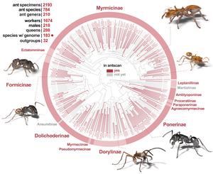 The diversity of species and genera across the ant tree of life covered by Antscan