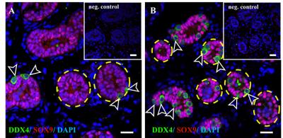 Germ Cells