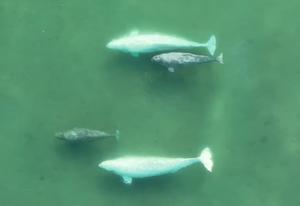 Beluga Whale Cow-Calf Pairs