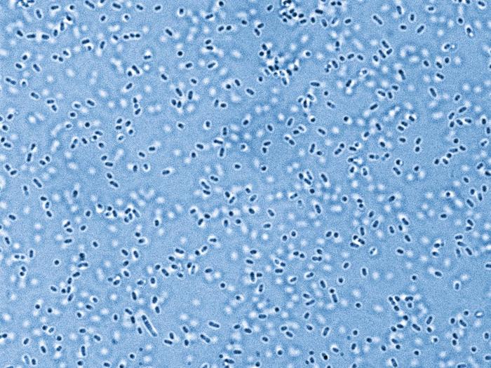 Pandoraea bacteria