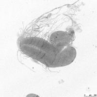 Inviable Hybrid Male Fruit Fly