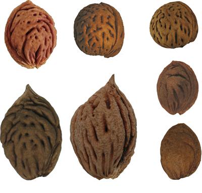 Peach Stones