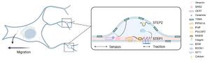 The key steps in the biogenesis of migrasomes