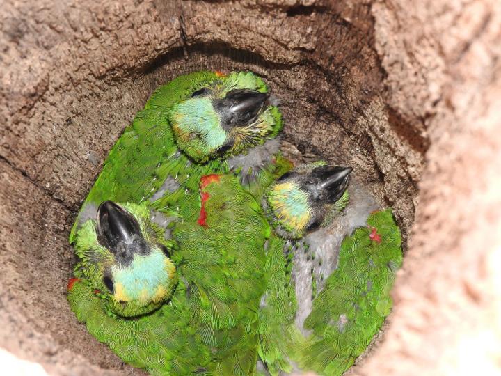 <i>Amazona aestiva</i> Chicks