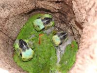 <i>Amazona aestiva</i> Chicks