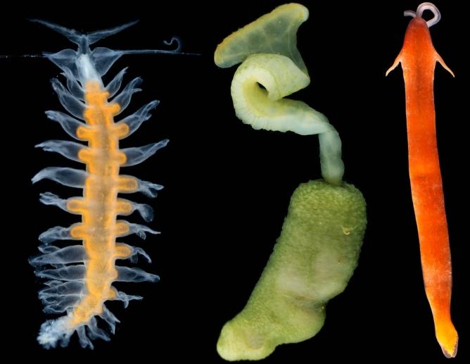 Deep-Sea Dwellers