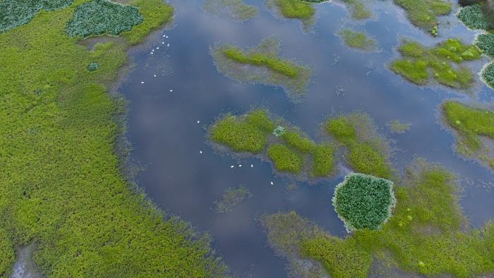 Aerial view of the Río Cruces Wetland. Credit Baguales.