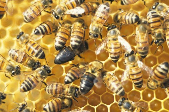 Cape Bees