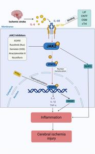 JAK2 Pathway Drives Inflammation After Ischemic Stroke