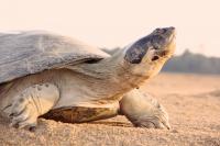 Giant South American River Turtle Adult