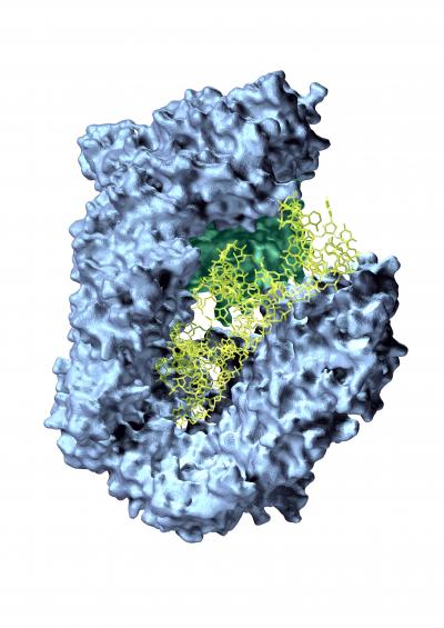 A Vehicle for MicroRNA