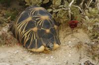 Radiated Tortoise