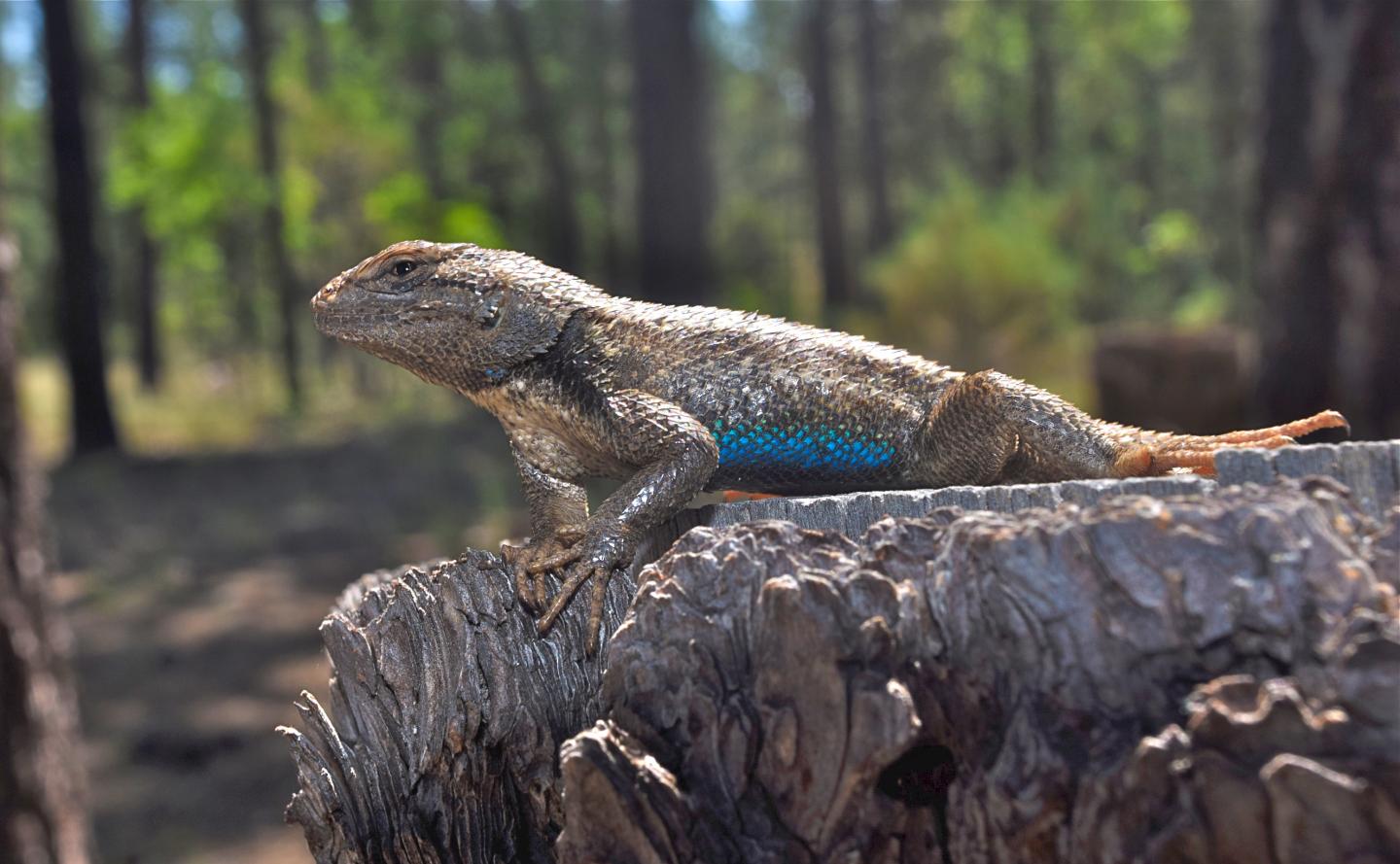 Male <i>Sceloporus tristichus</i>