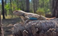 Male <i>Sceloporus tristichus</i>