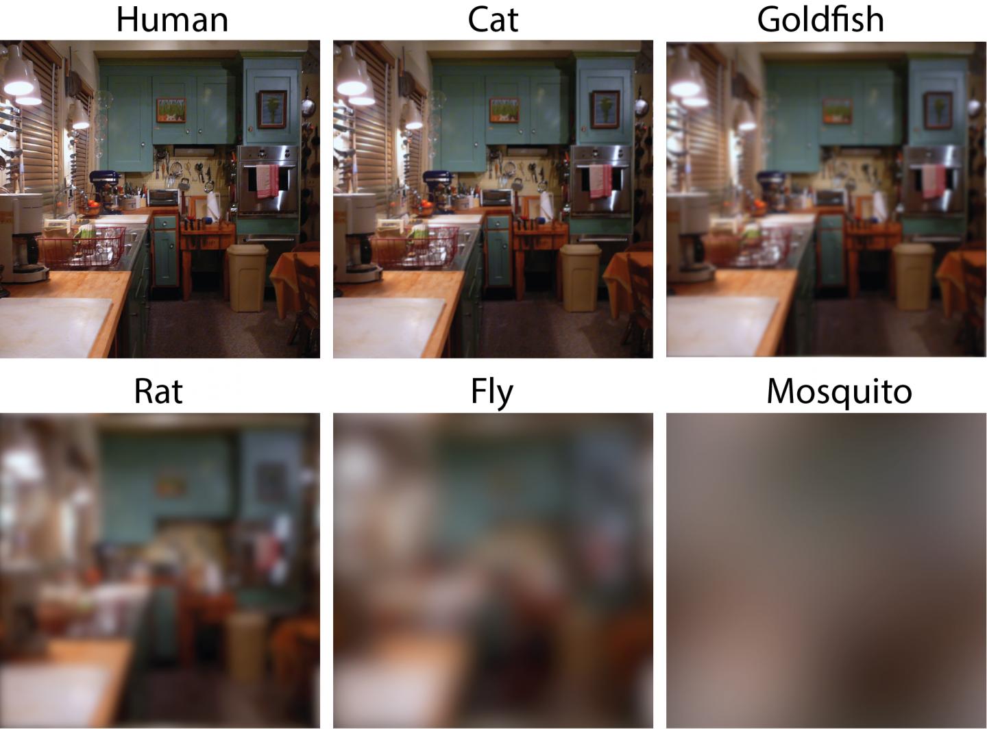 Household Scene as Viewed through the Eyes of Different Animals