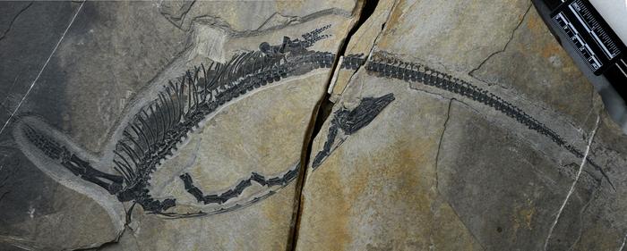 Fossil of Austronaga minuta