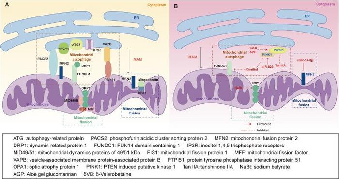 Mitochondrial fusion/fission and autophagy in endoplasmic reticulum (ER), mitochondria, and mitochondria-associated ER membranes (MAMs).