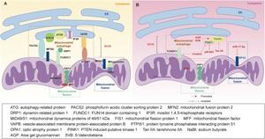 Mitochondrial fusion/fission and autophagy in endoplasmic reticulum (ER), mitochondria, and mitochondria-associated ER membranes (MAMs).