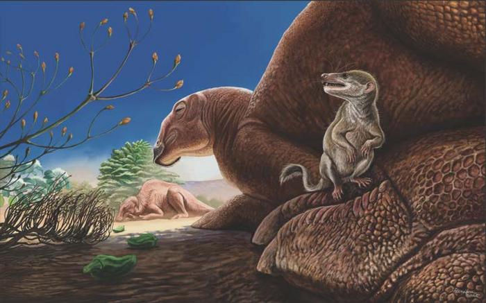 Life reconstruction of the Baynshire Formation: Ravjaa ishiii (foreground), a mammal, depicted on the foot of the dinosaur Gobihadros.