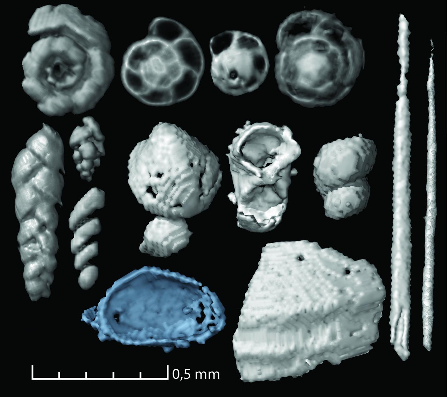 Microscopic Food Remains