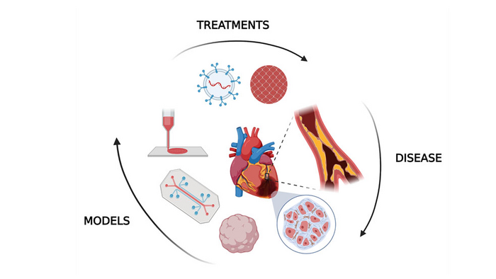 In vitro human models allow researchers to examine the impact of heart attacks and treatment of the fibrotic tissue
