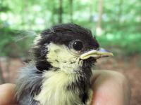 Rural Great Tit Reared in Urban Environment