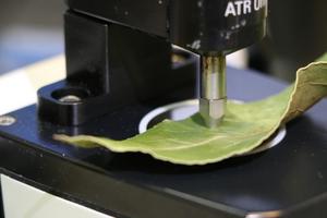 The research team has subjected the leaves near the fruit to the technique of near and mid-infrared spectroscopy.