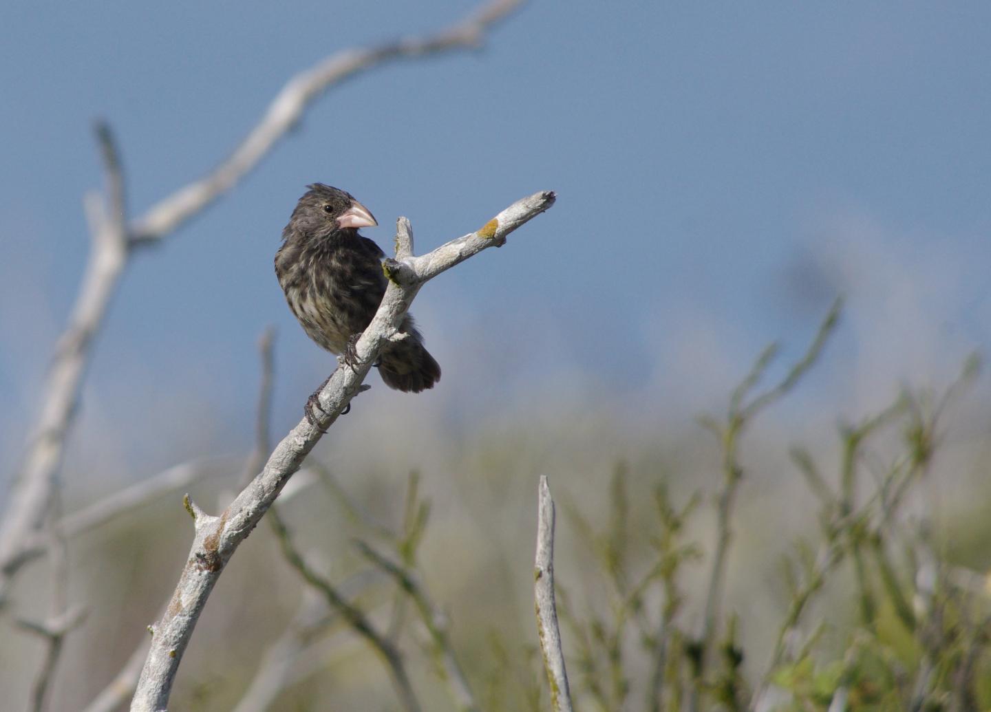 Española Cactus Finch (<em>Geospiza conirostris</em>)