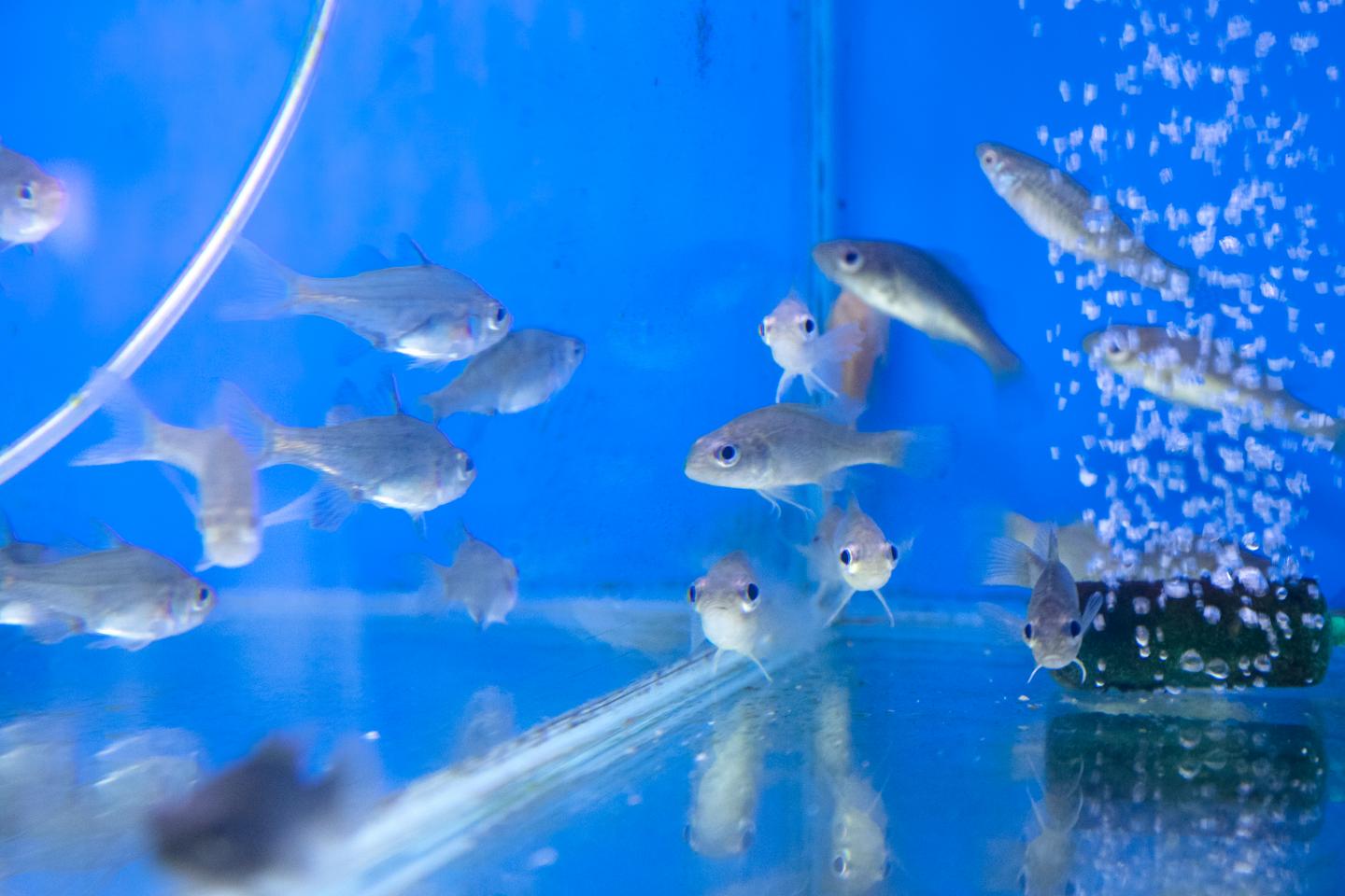 Native Fish