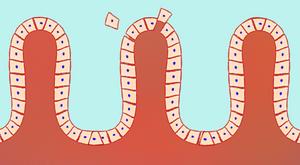 Shedding of intestinal surface cells