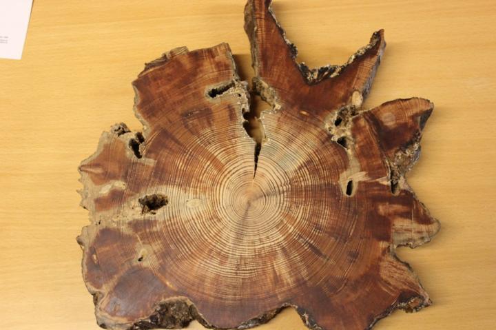 Tree-ring sample