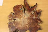 Tree-ring sample